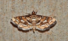 Hileithia magualis