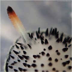 Acanthodoris rhodoceras