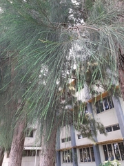 Casuarina equisetifolia