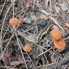 Marasmius floriceps
