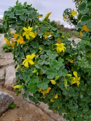 Oxalis gigantea