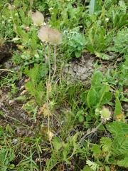 Geum triflorum