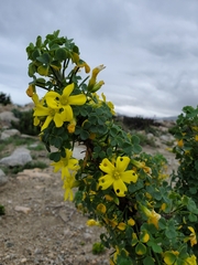 Oxalis gigantea