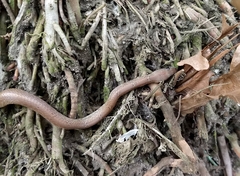 Lycodon anamallensis