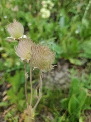 Geum triflorum