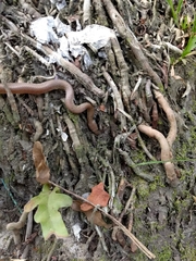 Lycodon anamallensis