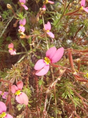 Stylidium recurvum