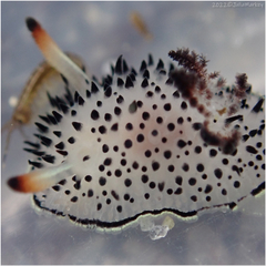 Acanthodoris rhodoceras