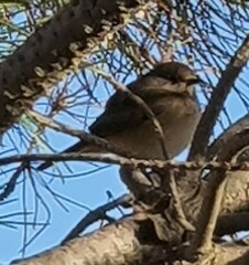 Curruca curruca