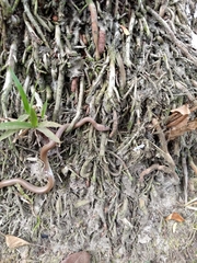 Lycodon anamallensis