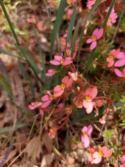 Stylidium recurvum