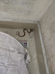 Lycodon anamallensis