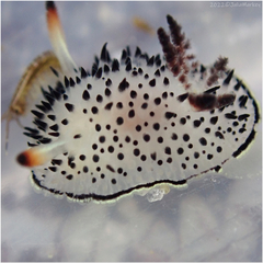 Acanthodoris rhodoceras