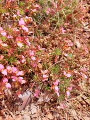 Stylidium recurvum