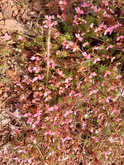 Stylidium recurvum