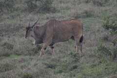 Tragelaphus oryx pattersonianus