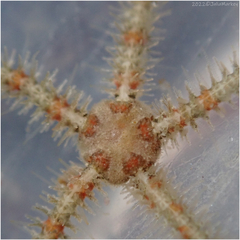 Ophiothrix spiculata