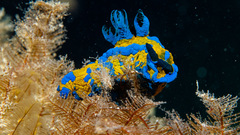 Tambja verconis