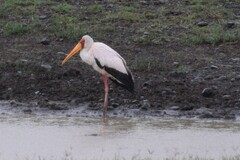 Mycteria ibis