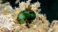 Tambja dracomus
