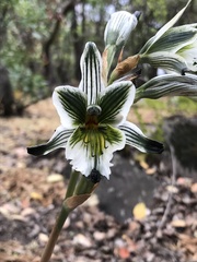 Chloraea bletioides