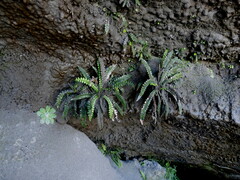 Blechnum blechnoides