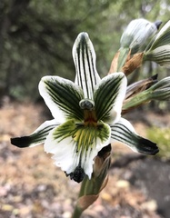 Chloraea bletioides