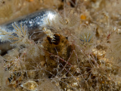 Polycera melanosticta