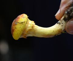 Suillus caerulescens