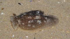 Pleurobranchaea maculata