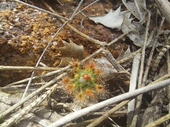 Drosera hyperostigma