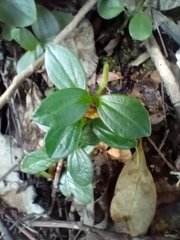 Peperomia urvilleana
