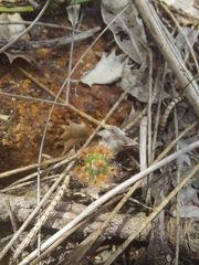 Drosera hyperostigma