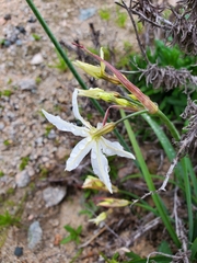 Leucocoryne coronata