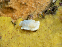 Goniobranchus epicurius