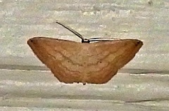 Scopula umbilicata