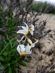 Leucocoryne coronata