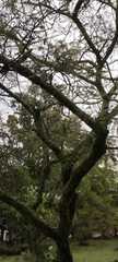 Vachellia pennatula