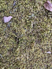 Rhytidiadelphus squarrosus