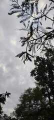 Vachellia pennatula