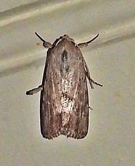 Catabenoides