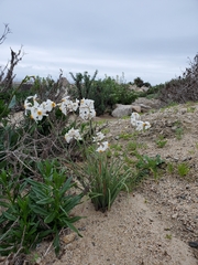 Leucocoryne coronata