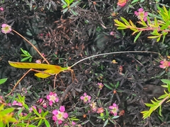Anthophiloptera dryas