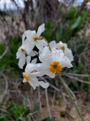 Leucocoryne coronata