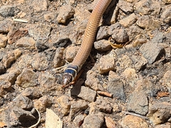 Delma tincta