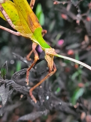 Anthophiloptera dryas
