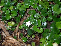 Geophila repens