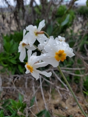 Leucocoryne coronata