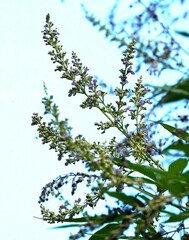 Vitex negundo
