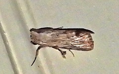 Catabenoides